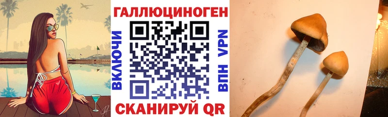 купить наркотики сайты  Бабушкин  Псилоцибиновые грибы GOLDEN TEACHER 